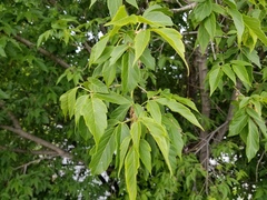 Magnoliopsida