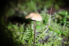 Entoloma aromaticum