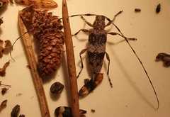 Acanthocinus griseus