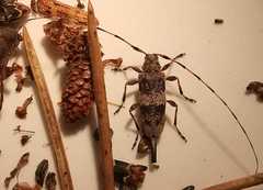 Acanthocinus griseus