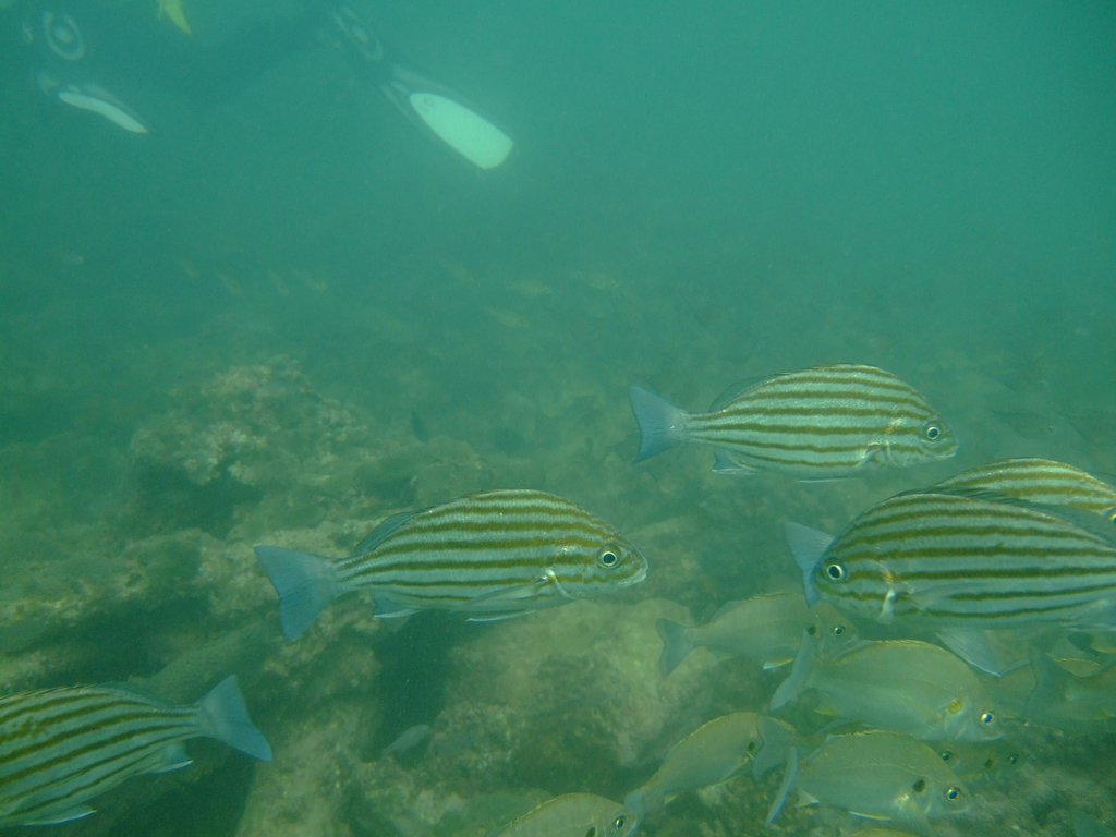 Striped grunter (Pomadasys taeniatus) — Haemulidae