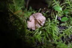 Entoloma aromaticum