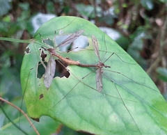 Holorusia bourbonica