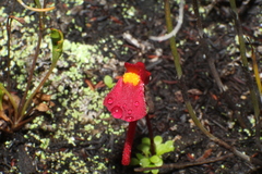 Utricularia menziesii