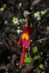 Utricularia menziesii