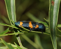 Castiarina klugii