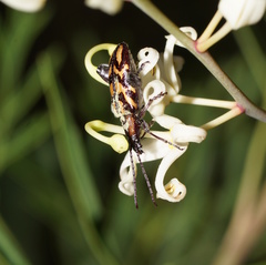 Mecynodera coxalgica