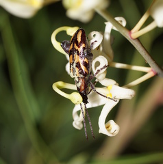 Mecynodera coxalgica