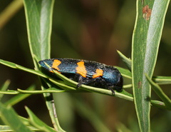 Castiarina klugii