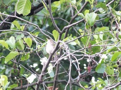 Acrocephalus palustris