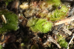 Goebelobryum