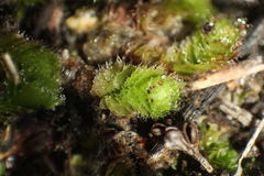 Goebelobryum