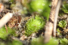 Goebelobryum