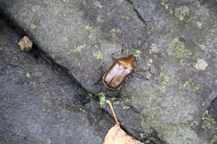 Pseudotorynorrhina japonica