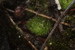 Goebelobryum