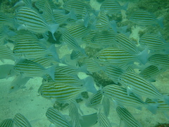 Pomadasys taeniatus