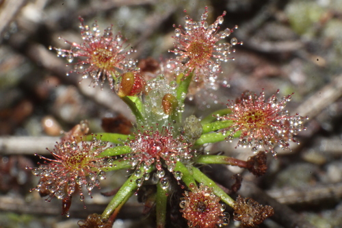 Drosera verrucata