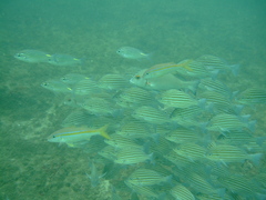 Pomadasys taeniatus