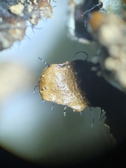 Parmotrema austrocetratum