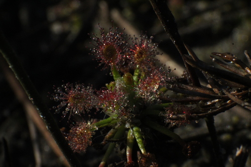 Drosera verrucata