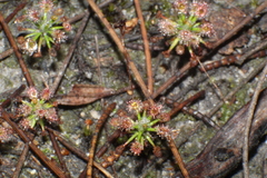 Drosera verrucata