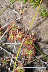 Drosera verrucata
