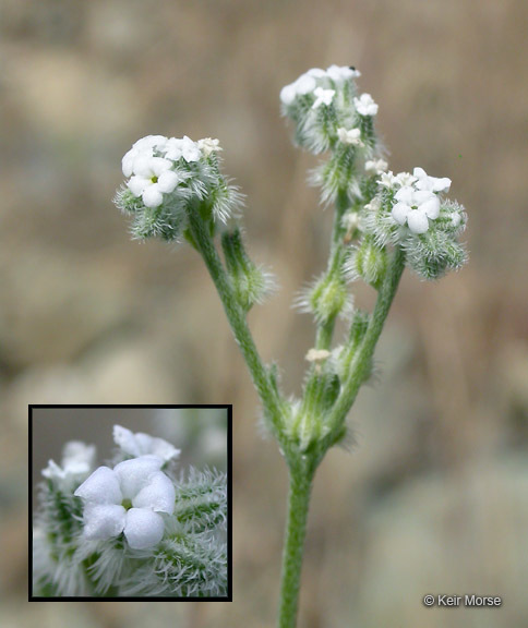 Cryptantha flaccida