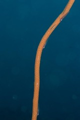 Junceella juncea