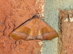 Plagodis phlogosaria