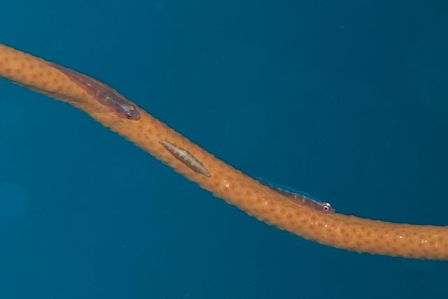 Sea whip
