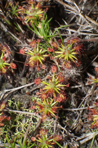 Drosera verrucata