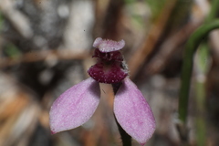 Eriochilus scaber