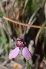 Eriochilus scaber