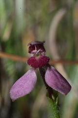 Eriochilus scaber