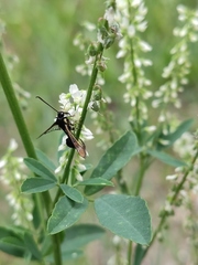 Synanthedon martjanovi