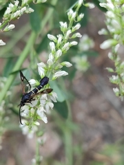 Synanthedon martjanovi
