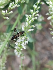 Synanthedon martjanovi