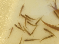 Hypseleotris galii