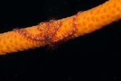 Junceella juncea