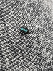 Canthophorus melanopterus