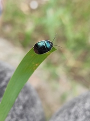 Canthophorus melanopterus