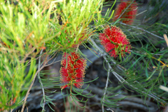 Melaleuca orophila