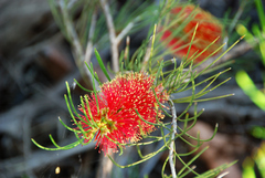 Melaleuca orophila