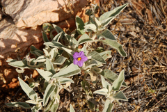 Solanum quadriloculatum