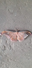 Antheraea paphia