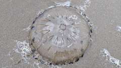 Chrysaora hysoscella