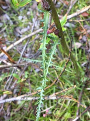 Pedicularis sudetica interior
