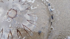 Chrysaora hysoscella