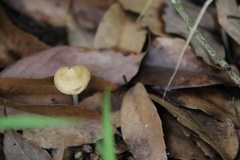 Entoloma murrayi