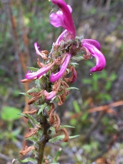 Pedicularis sudetica interior